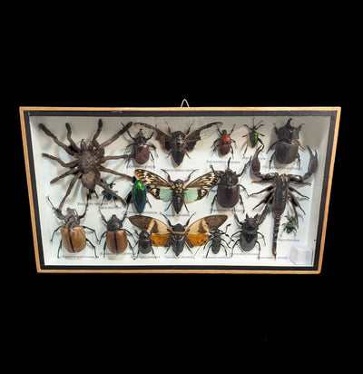 Framed Insect Collection with Scorpion and Tarantula-Insects-Bicbugs, LLC-PaxtonGate