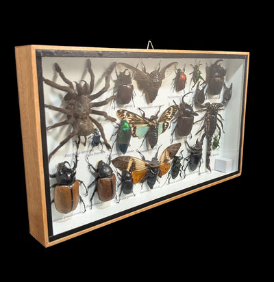Framed Insect Collection with Scorpion and Tarantula-Insects-Bicbugs, LLC-PaxtonGate
