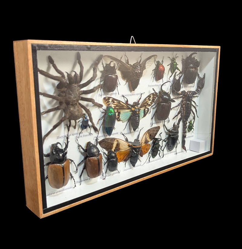 Framed Insect Collection with Scorpion and Tarantula-Insects-Bicbugs, LLC-PaxtonGate