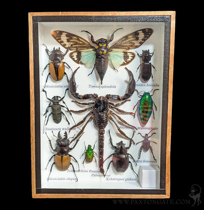 Framed Insect Collection - Scorpion w/ Cicada-Insects-Bicbugs, LLC-PaxtonGate