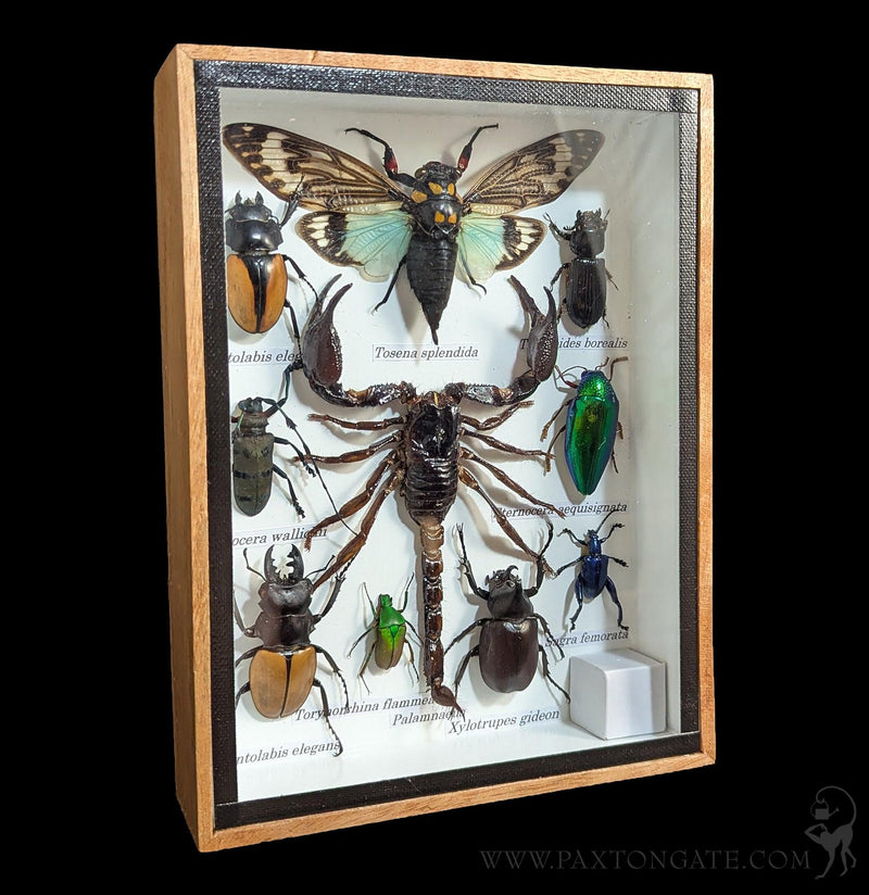 Framed Insect Collection - Scorpion w/ Cicada-Insects-Bicbugs, LLC-PaxtonGate