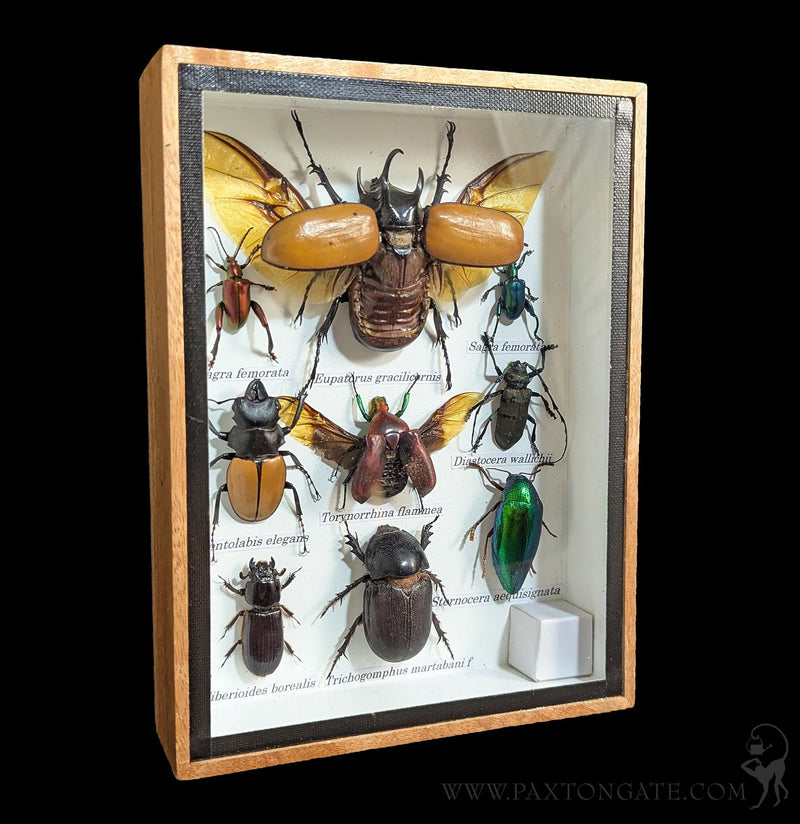 Framed Insect Collection - Beetles-Insects-Bicbugs, LLC-PaxtonGate