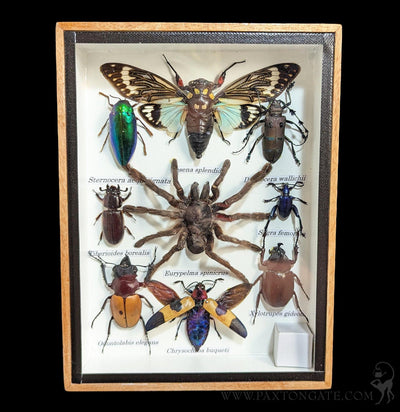 Framed Insect Collection - Tarantula, Beetles, Cicada-Insects-Bicbugs, LLC-PaxtonGate