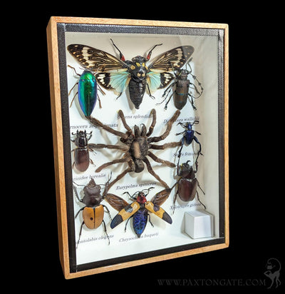 Framed Insect Collection - Tarantula, Beetles, Cicada-Insects-Bicbugs, LLC-PaxtonGate