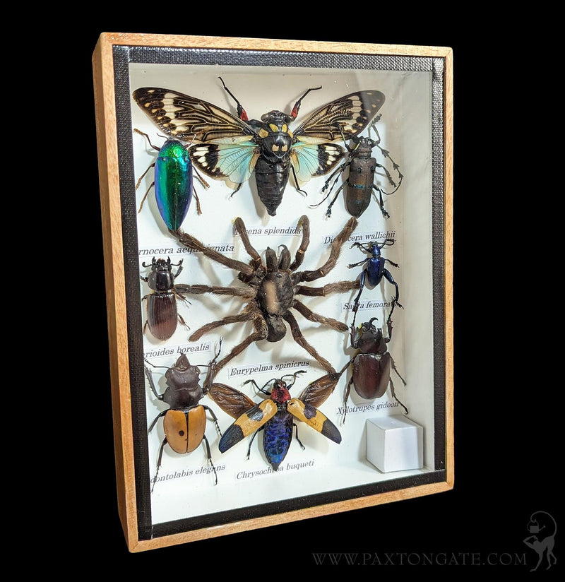 Framed Insect Collection - Tarantula, Beetles, Cicada-Insects-Bicbugs, LLC-PaxtonGate