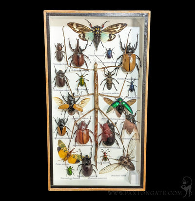 Framed Insect Collection - Stick Bug w/ Cicada-Insects-Bicbugs, LLC-PaxtonGate