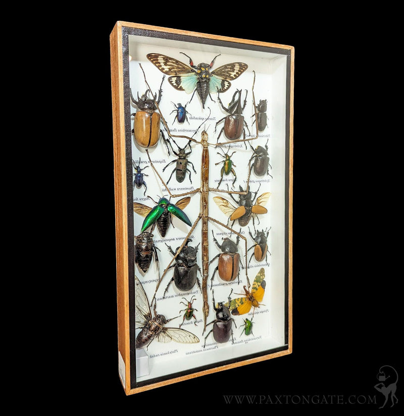 Framed Insect Collection - Stick Bug w/ Cicada-Insects-Bicbugs, LLC-PaxtonGate