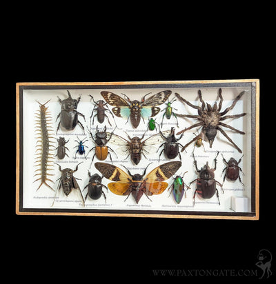 Framed Insect Collection - Tarantula w/Centipede-Insects-Bicbugs, LLC-PaxtonGate