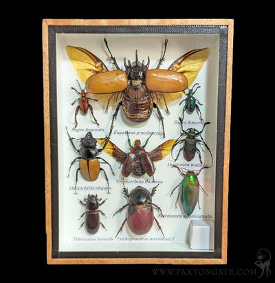 Framed Insect Collection - Beetles-Insects-Bicbugs, LLC-PaxtonGate