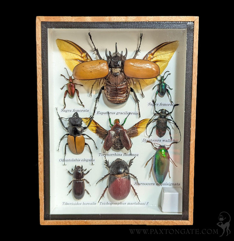 Framed Insect Collection - Beetles-Insects-Bicbugs, LLC-PaxtonGate