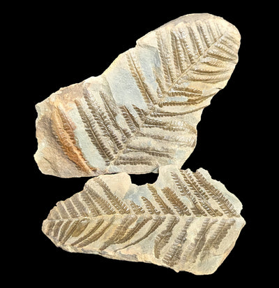 Metasequoia Fern Fossil Geode Pair-Fossils-Lowcountry Geologic-PaxtonGate