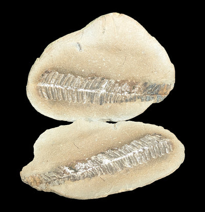 Metasequoia Fern Fossil Geode Pair-Fossils-Lowcountry Geologic-PaxtonGate