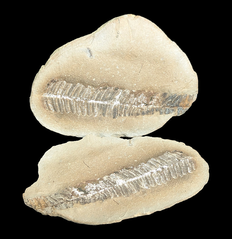 Metasequoia Fern Fossil Geode Pair-Fossils-Lowcountry Geologic-PaxtonGate