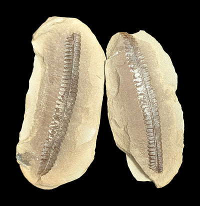 Metasequoia Fern Fossil Geode Pair-Fossils-Lowcountry Geologic-PaxtonGate