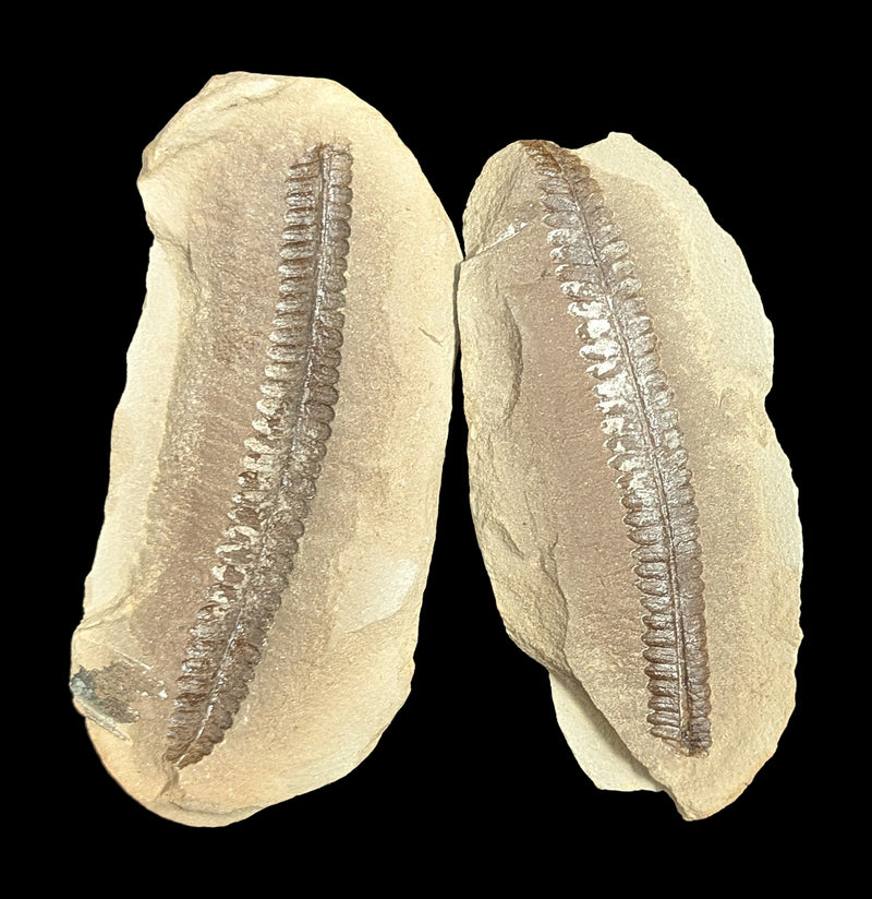 Metasequoia Fern Fossil Geode Pair-Fossils-Lowcountry Geologic-PaxtonGate