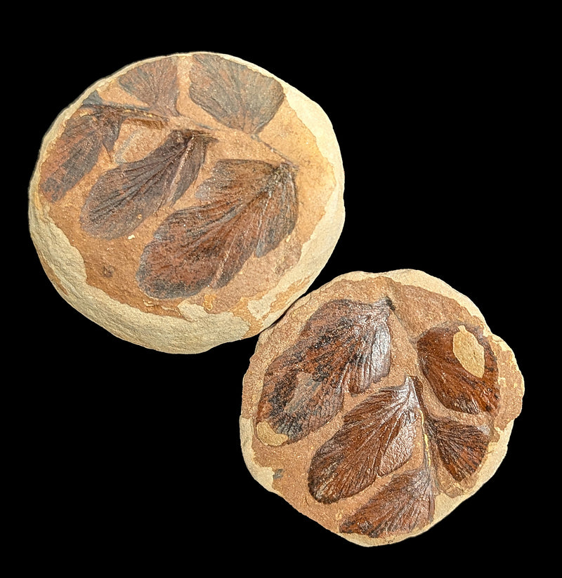 Metasequoia Fern Fossil Geode Pair-Fossils-Lowcountry Geologic-PaxtonGate