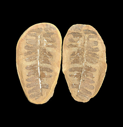 Metasequoia Fern Fossil Geode Pair-Fossils-Lowcountry Geologic-PaxtonGate