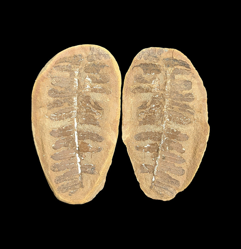 Metasequoia Fern Fossil Geode Pair-Fossils-Lowcountry Geologic-PaxtonGate
