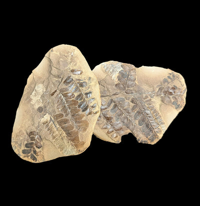 Metasequoia Fern Fossil Geode Pair-Fossils-Lowcountry Geologic-PaxtonGate