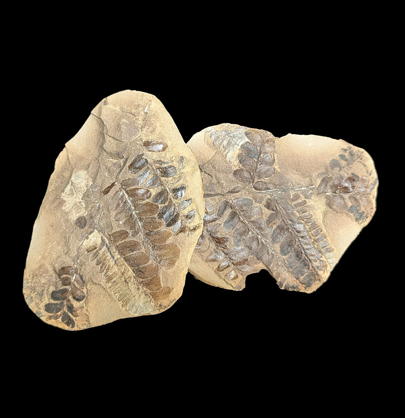 Metasequoia Fern Fossil Geode Pair-Fossils-Lowcountry Geologic-PaxtonGate