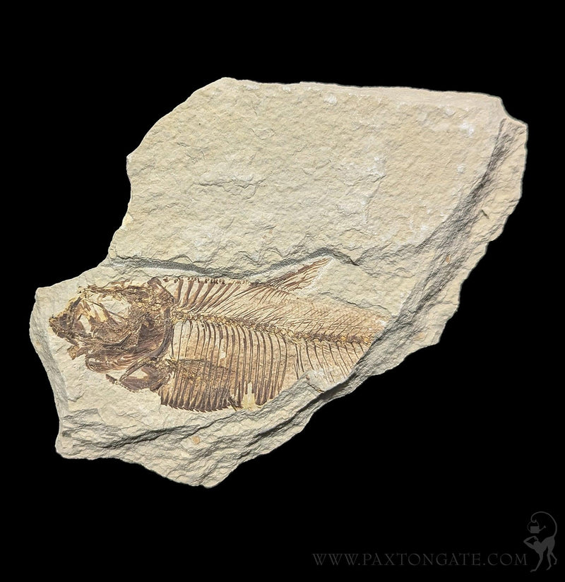 Rough Partial Fish Fossil Plates – Paxton Gate