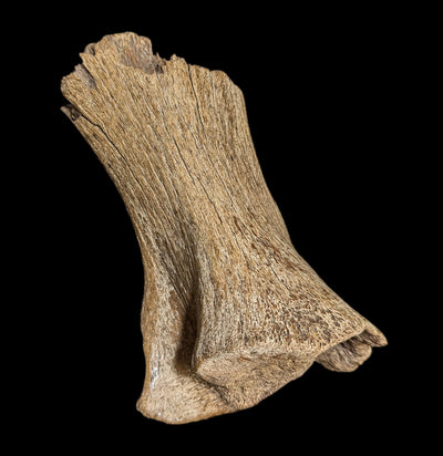 Woolly Partial Leg Bone-Fossils-Paxton Gate-PaxtonGate