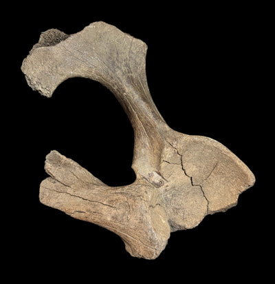 Partial Woolly Mammoth Pelvis-Fossils-Paxton Gate-PaxtonGate