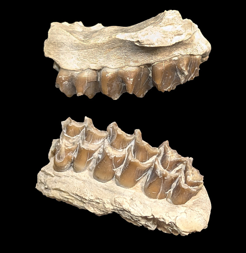 Merycoidodon Fossil Jaw Fragment-Fossils-Black Hills Institute-PaxtonGate