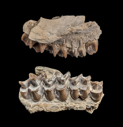 Merycoidodon Fossil Jaw Fragment-Fossils-Black Hills Institute-PaxtonGate