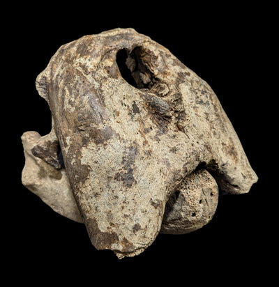 Walrus Partial Skull with Mandible-Fossils-Paxton Gate-PaxtonGate