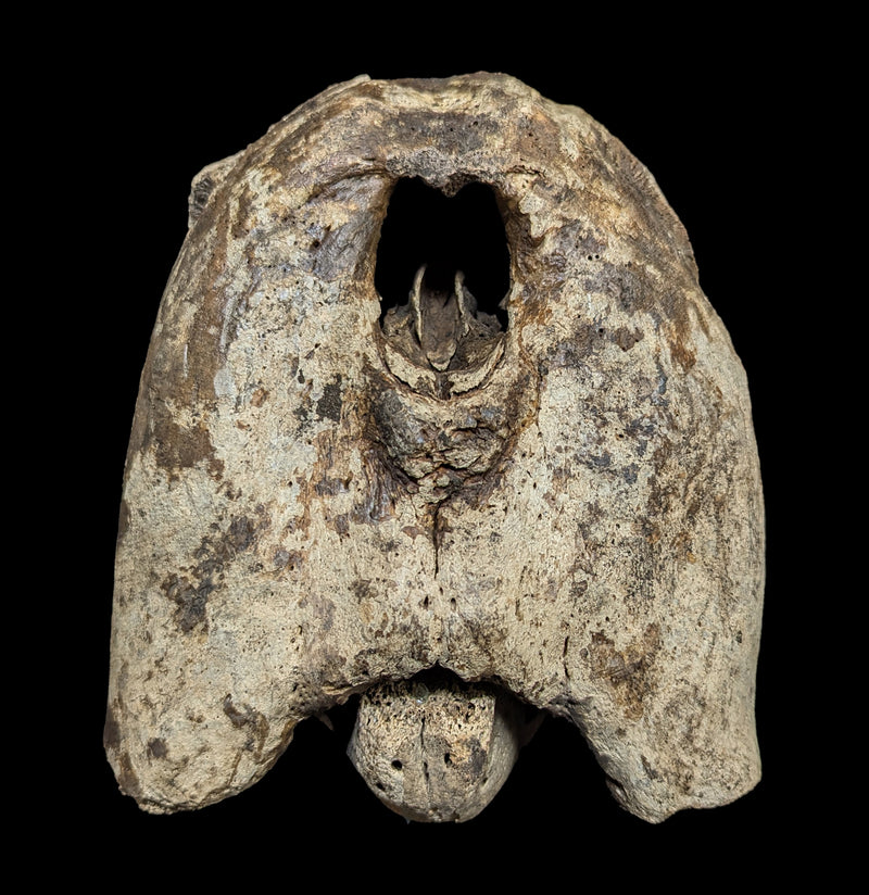 Walrus Partial Skull with Mandible-Fossils-Paxton Gate-PaxtonGate