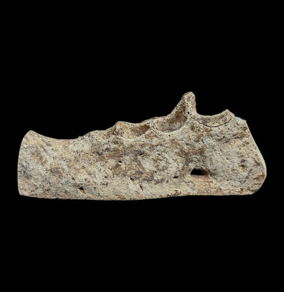 Walrus Partial Lower Cut Base-Fossils-Paxton Gate-PaxtonGate