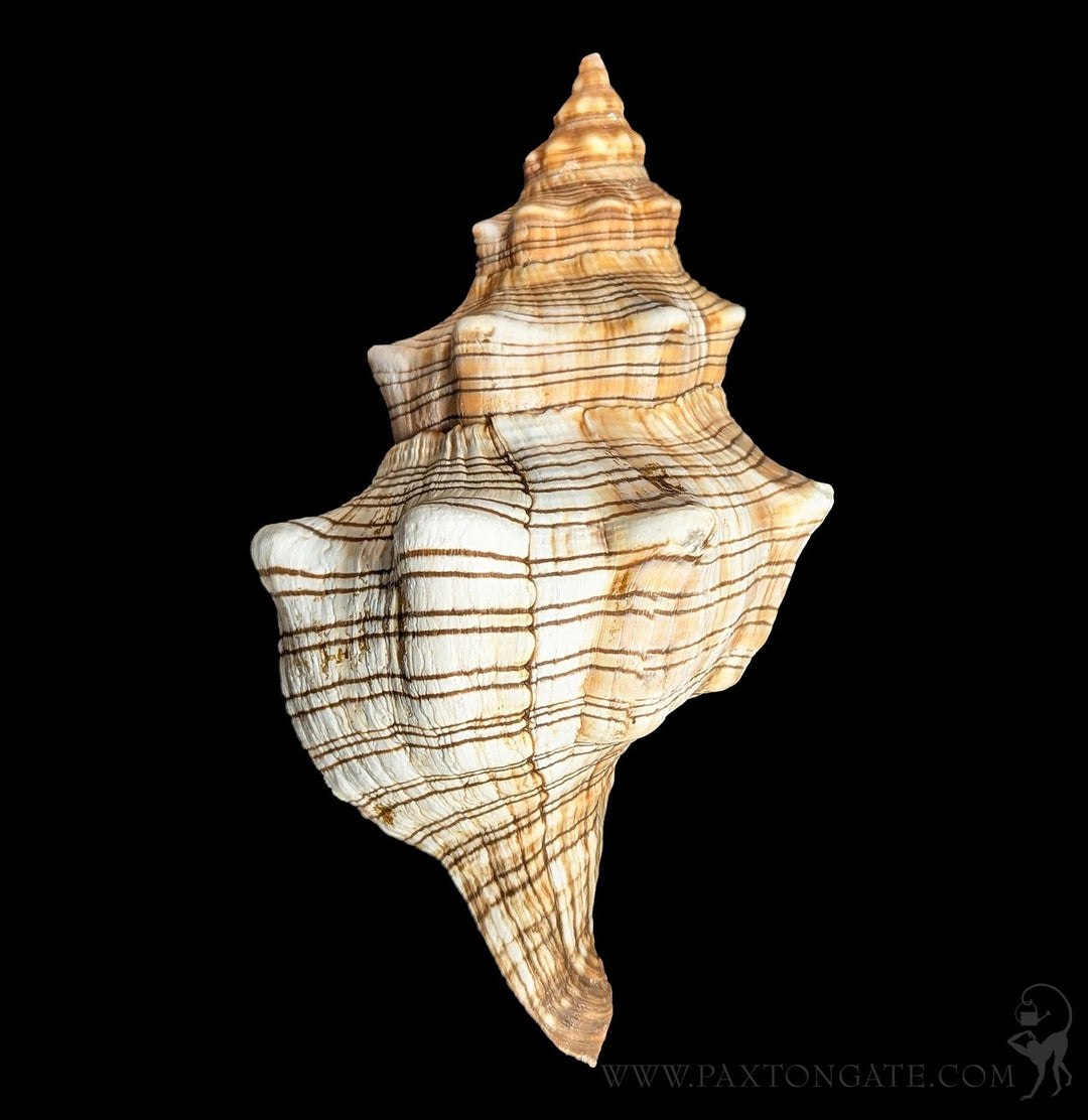 Fox Shell For Sale | Paxton Gate