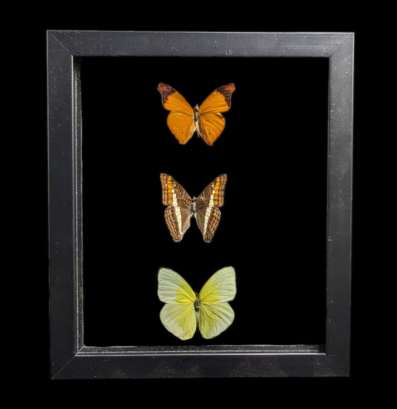 Three Double Glass Framed Mixed Butterflies-Insects-Peru Butterflies-PaxtonGate