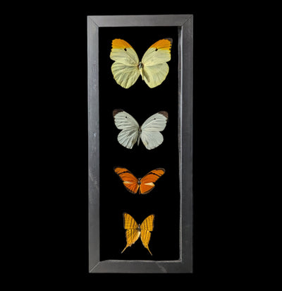 Four Double Glass Framed Mixed Butterflies-Insects-Peru Butterflies-PaxtonGate