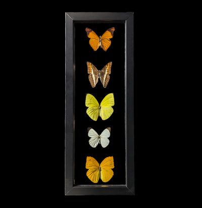 Five Double Glass Framed Mixed Butterflies-Insects-Peru Butterflies-PaxtonGate