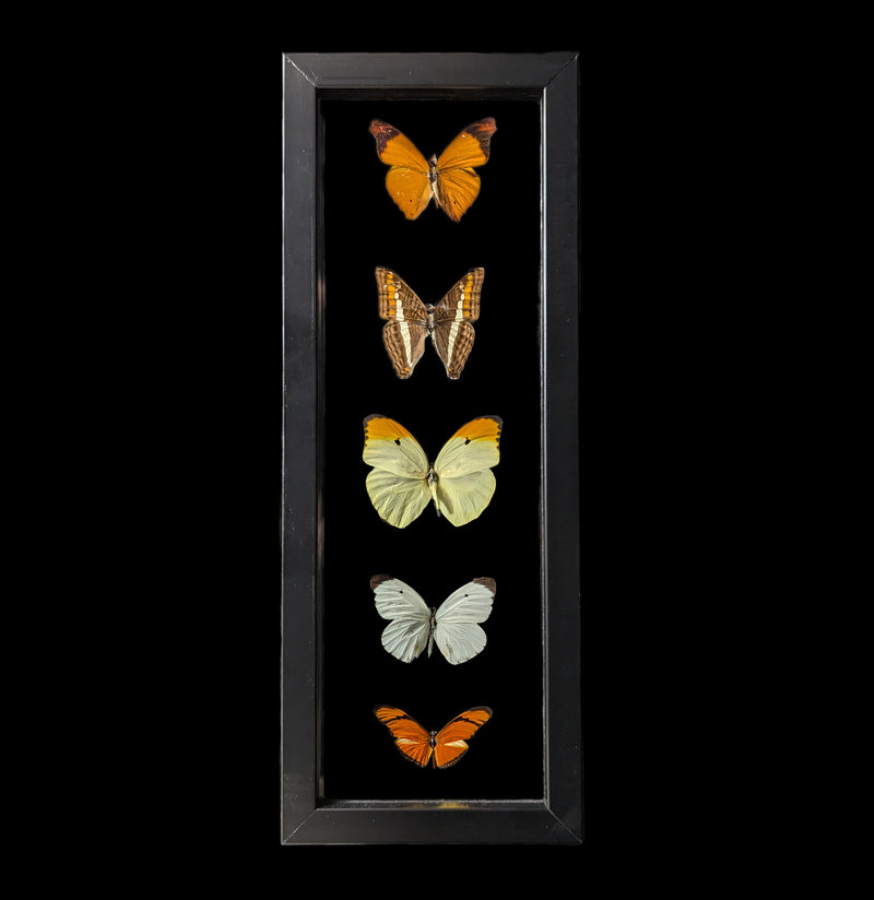 Five Double Glass Framed Mixed Butterflies-Insects-Peru Butterflies-PaxtonGate