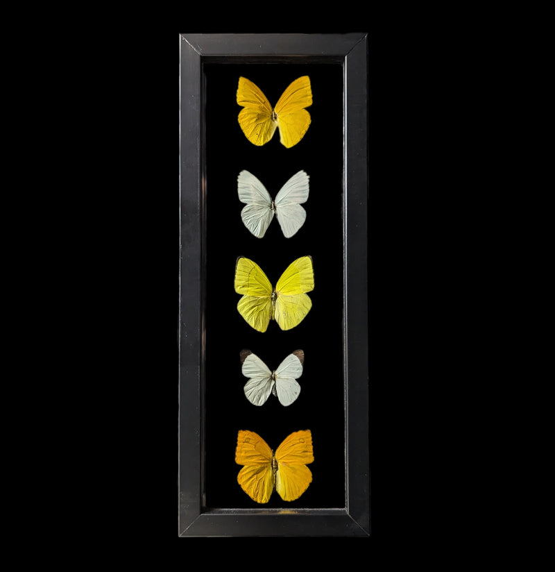 Five Double Glass Framed Mixed Butterflies-Insects-Peru Butterflies-PaxtonGate