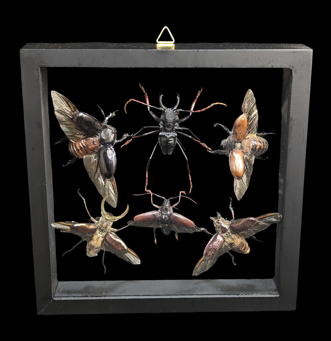 Six Double Glass Framed Various Insects For Sale | Paxton Gate