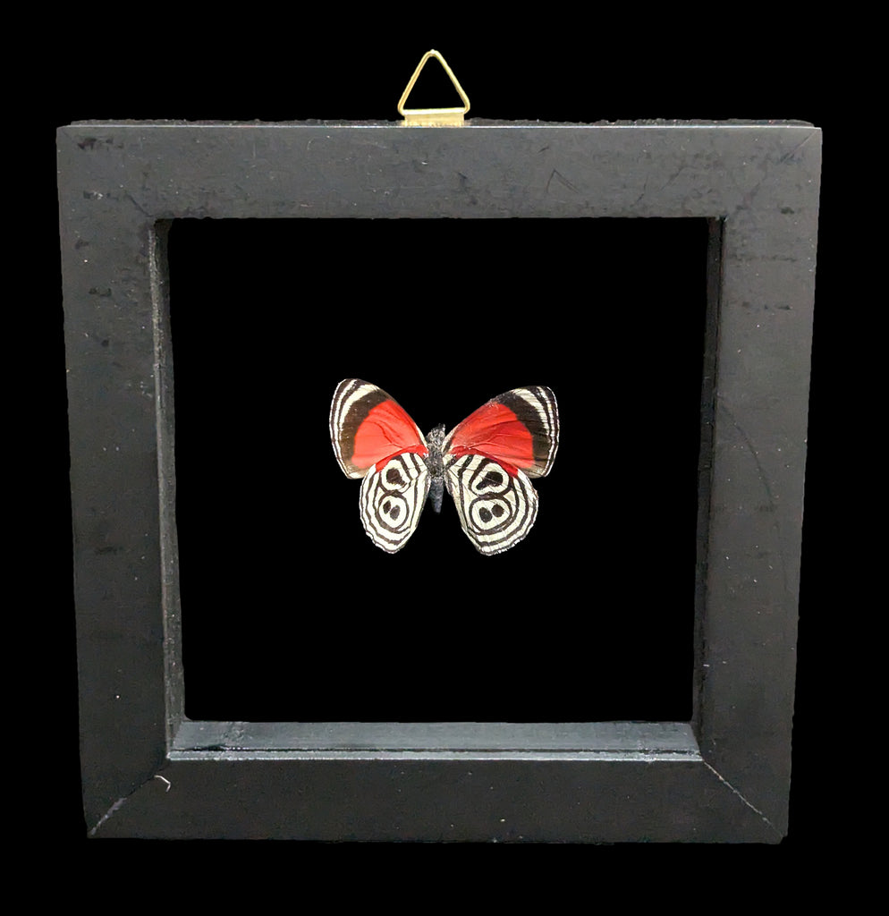 INORAN/2008 Butterfly Effect+〈2枚組〉 Double Glass Framed Diaethria clymena Butterfly For Sale | Paxton Gate