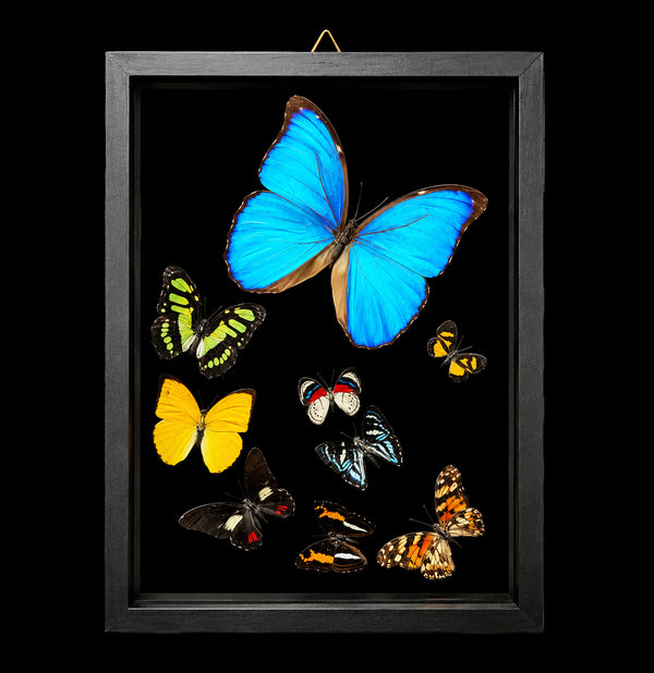 Nine Double Glass Framed Butterflies-Insects-Emuna Company SAC-PaxtonGate