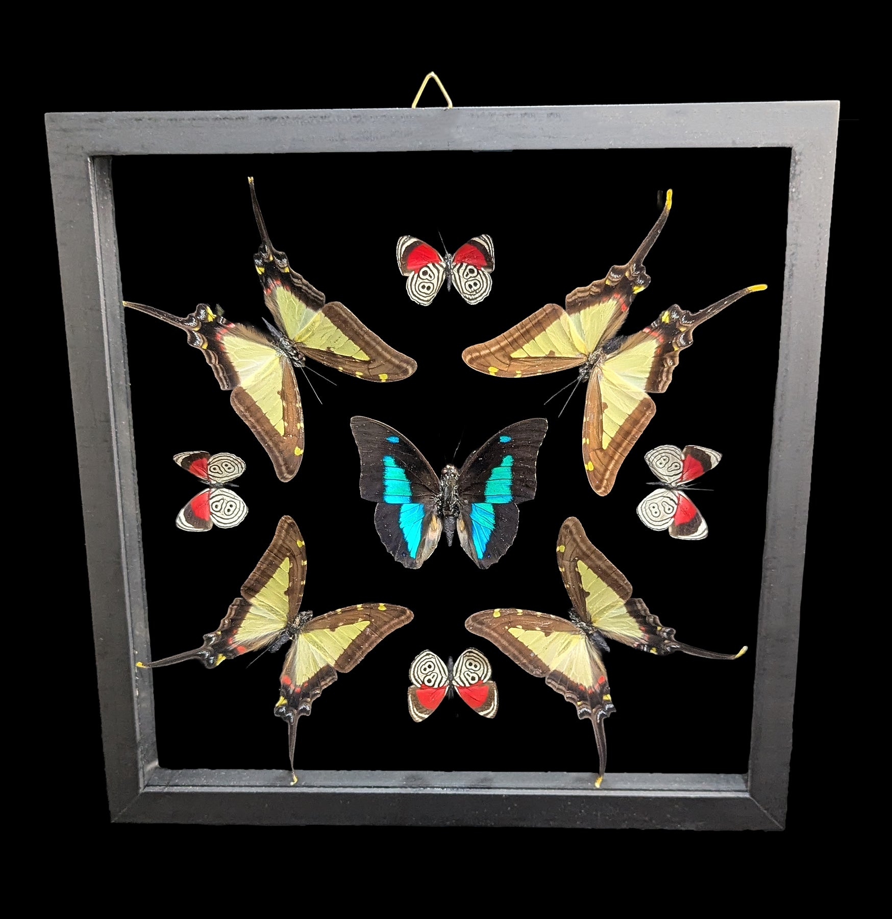 Double Glass Framed Archaeoprepona emophon Plus Eight Butterflies