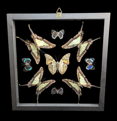 Double Glass Framed Archaeoprepona emophon Plus Eight Butterflies