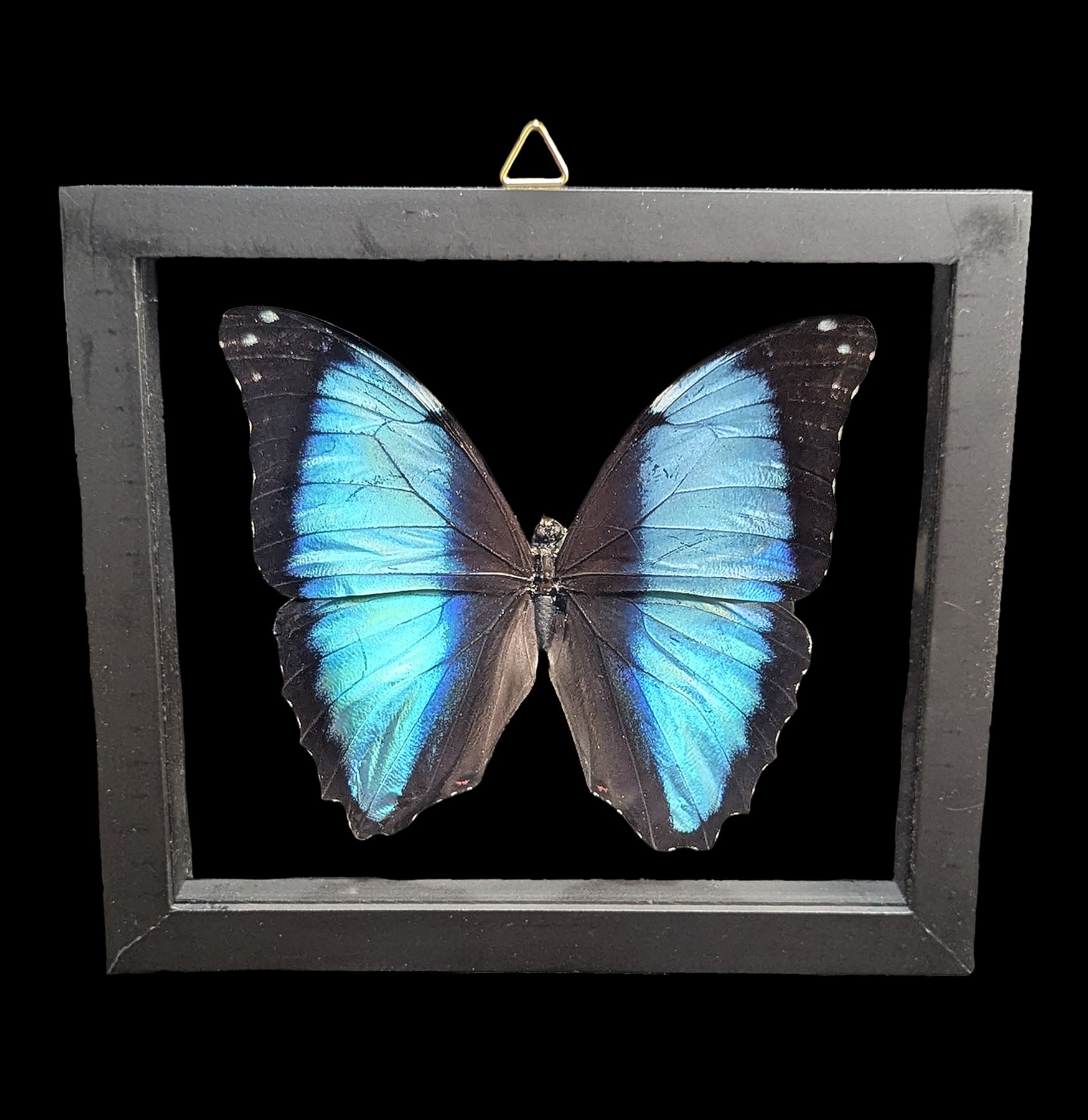 Morpho様 Double glass framed Morpho Deidamia Butterfly For Sale | Paxton Gate