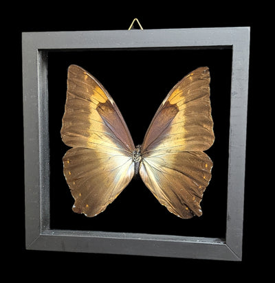 Double Glass Framed Morpho Hecuba-Insects-Natural Insect-PaxtonGate