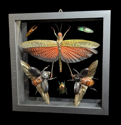 Six Double Glass Framed Various Insects-Insects-Natural Insect-PaxtonGate