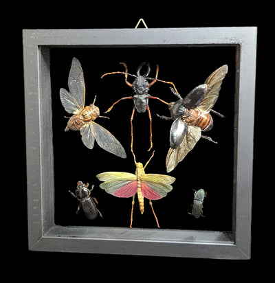 Six Double Glass Framed Various Insects-Insects-Natural Insect-PaxtonGate