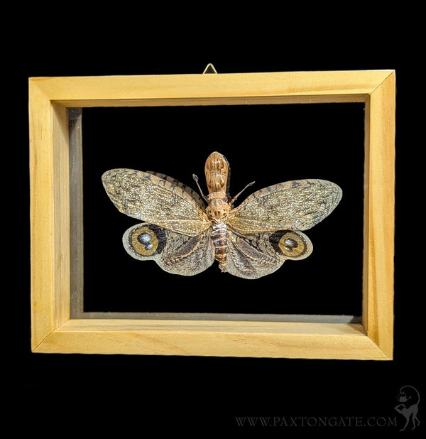 Double Glass Framed Fulgora Laternaria-Insects-Natural Insect-PaxtonGate