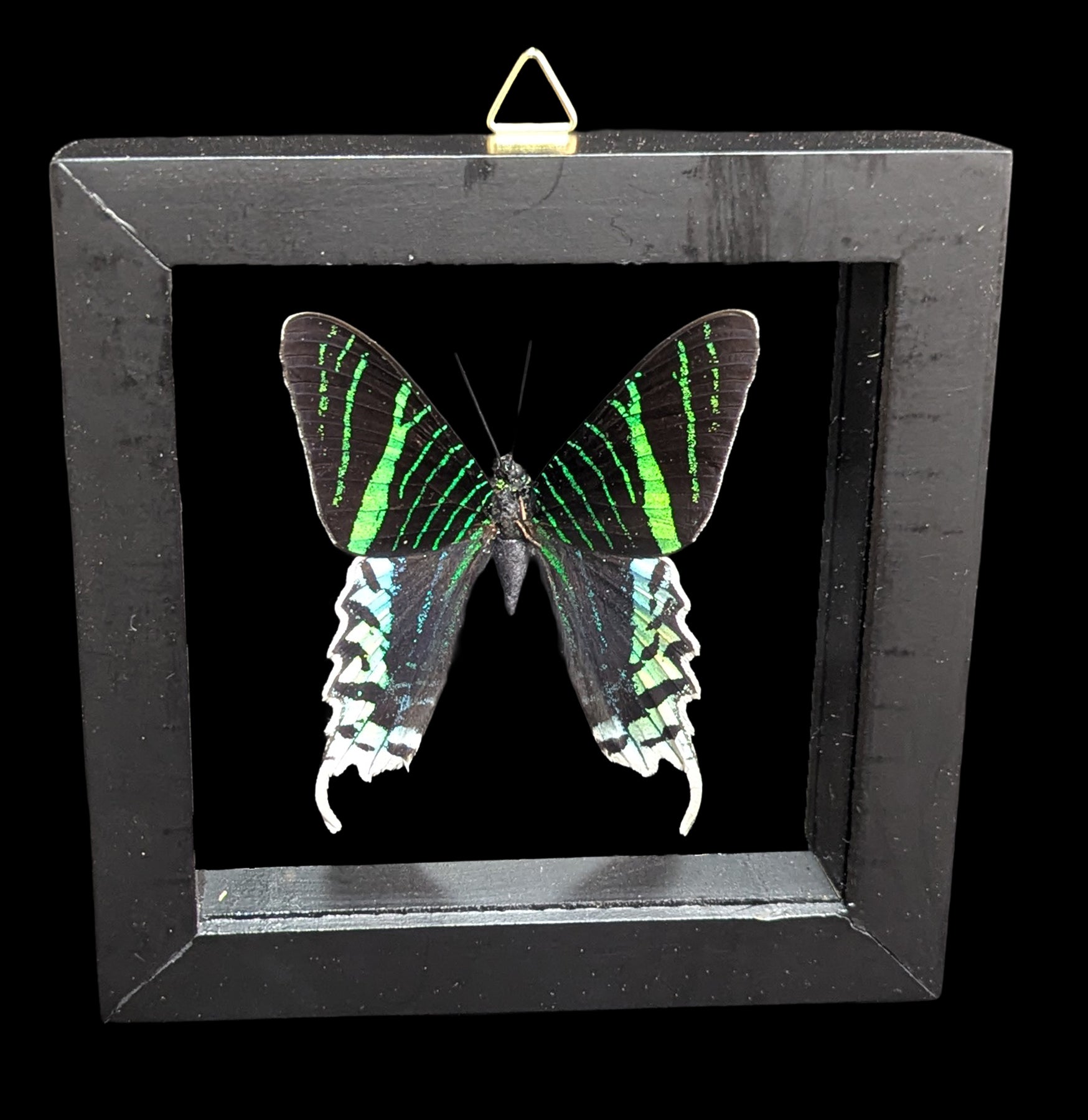 ドウセイカレシ　ButterflyLip Paxton_Gate_framed_Lelius.jpg?