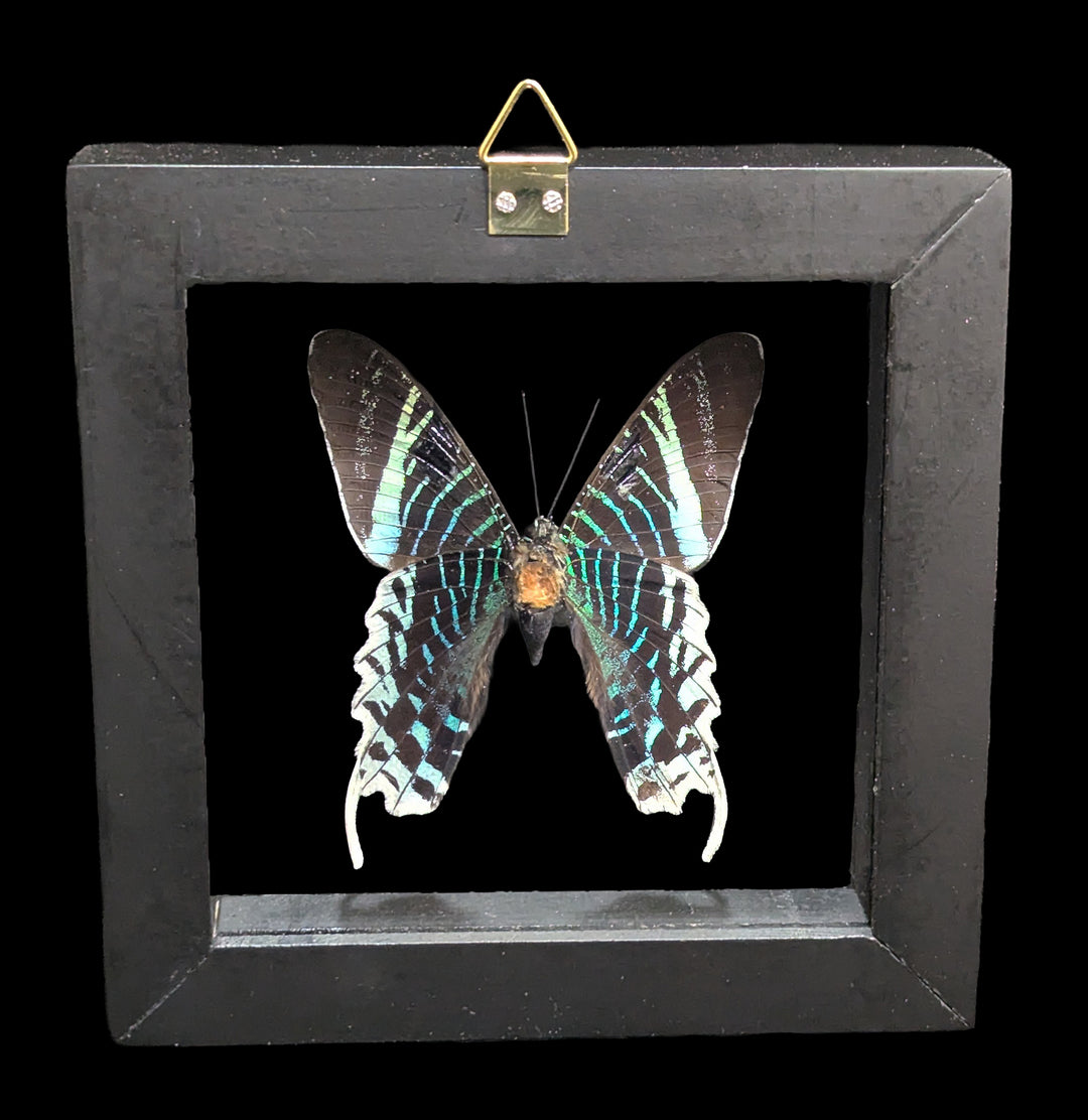 Paxton_Gate_framed_Lelius2_108